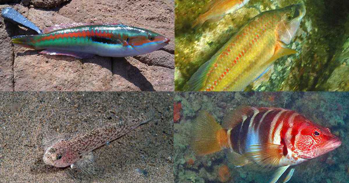 Sciri�, cazzarola, goggione e perchia: ecco i pesci da riva e da "ciambotto" di Bari